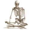 Das Skelett und der Knochenaufbau des Menschen auf Taschenhirn.de